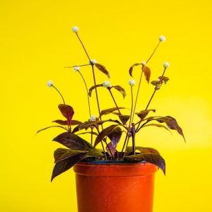 محصول شماره پنج