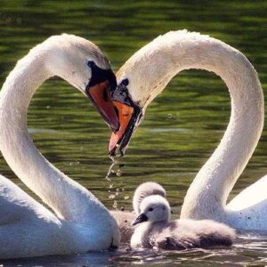 حفظ هویت فردی و تعادل بین «من» و «ما» در ازدواج