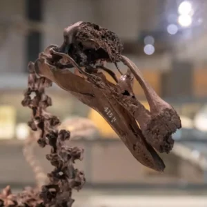 ابتکار جالب موزه دانشگاه کمبریج: با حیوانات مُرده از طریق هوش مصنوعی صحبت کنید ابتکار جالب موزه دانشگاه کمبریج: با حیوانات مُرده از طریق هوش مصنوعی صحبت کنید