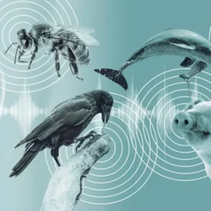 در مسیر تحقق یک آرزوی دیرینه؛ هوش مصنوعی می‌خواهد گفتگو با حیوانات را ممکن کند