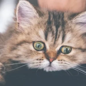 ساخت گردنبند مجهز به هوش مصنوعی که استرس گربه‌ها را تشخیص می‌دهد