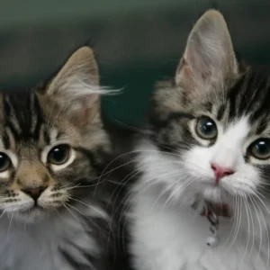 هوش مصنوعی به کمک صاحبان گربه‌ها می‌آید: تشخیص درد از روی چهره با دقت 95 درصدی