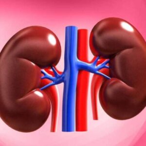 استرس چگونه بر عملکرد و سلامت کلیه‌های انسان تأثیر می‌گذارد؟