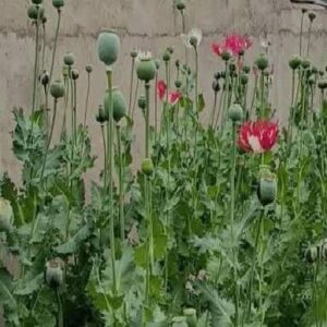 امحای ۱۲۰۰ بوته خشخاش در روستای چمن سوخته شهرستان بویراحمد 