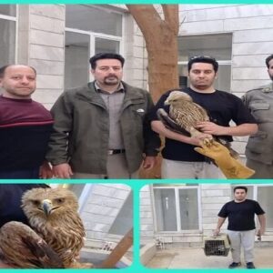 تحویل یک بهله عقاب «شاهی» به محیط‌زیست بروجرد