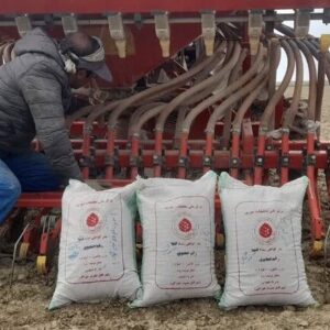 طرح کشت گیاهان شورپسند در اراضی شور آذربایجان ‌غربی اجرا شد