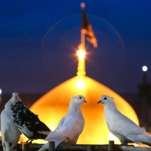 موسیقی برای امام رضا؛ از نیایش تا روایت مدرن از امام رضا(ع)