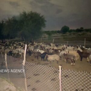 نجات ۲ دامدار و ۴۰۰ راس گوسفند از سیلاب رودخانه دز