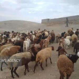 چرای زودهنگام در مراتع سمنان ممنوع؛ مجازات متخلفان با ابطال پروانه
