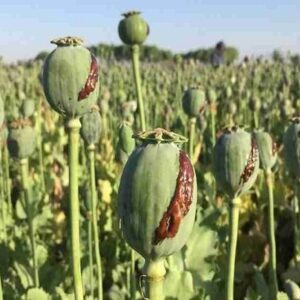 ۳ مزرعه کشت خشخاش در حمیدیه امحا شد
