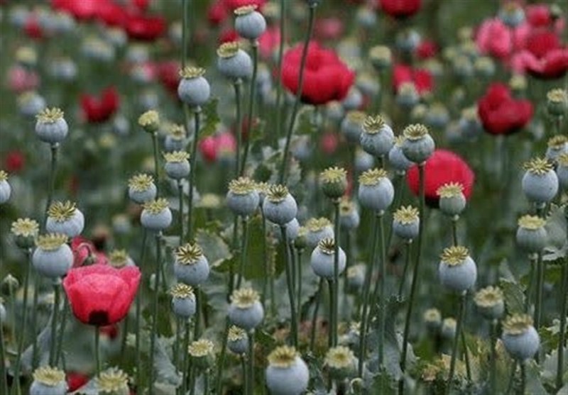 کشت خشخاش زیر ذره‌بین دستگاه قضائی